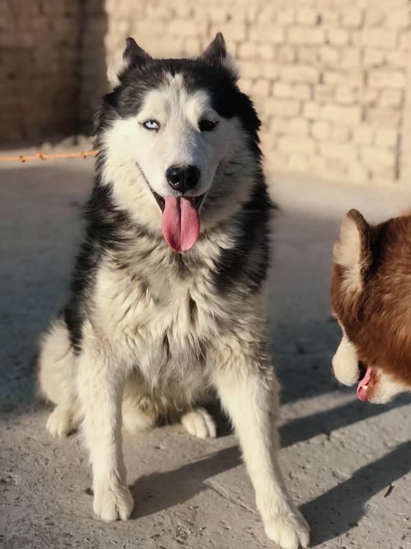 siberian husky male 1