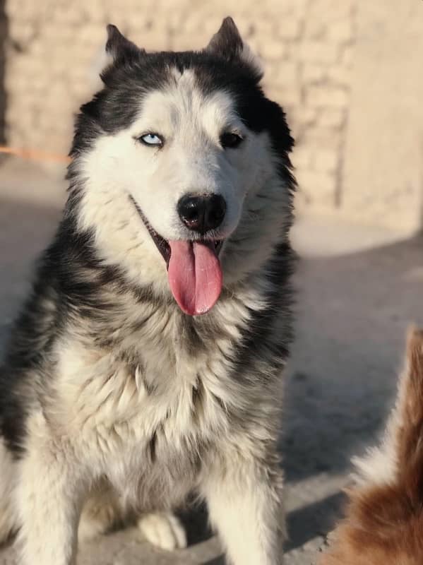 siberian husky male 2