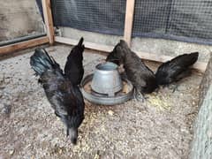 ayam cemani grey tongue 0