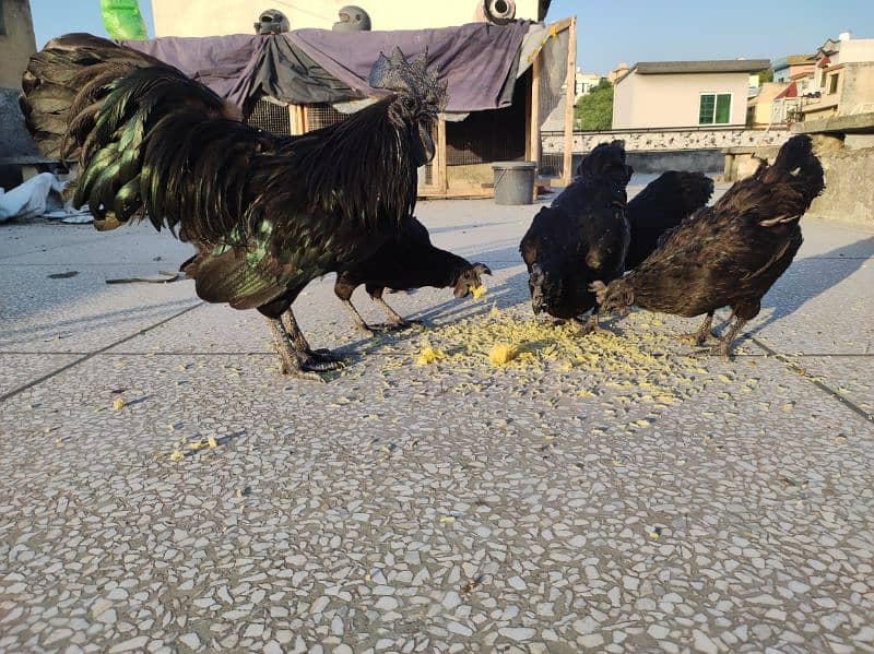 ayam cemani grey tongue 7