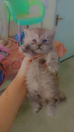 Persian cat male female available