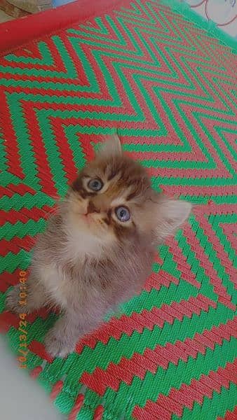 Persian cat male female available 1