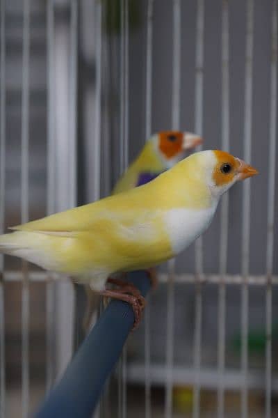 Gouldian finch 1