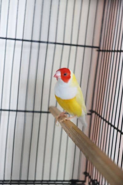 Gouldian finch 2