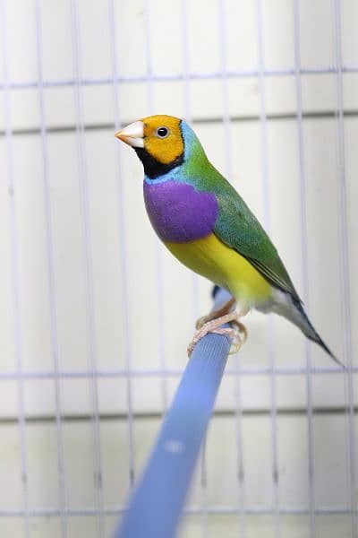 Gouldian finch 3