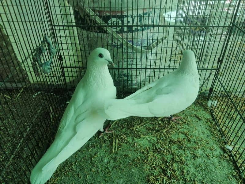 wehshi breeder pair 2