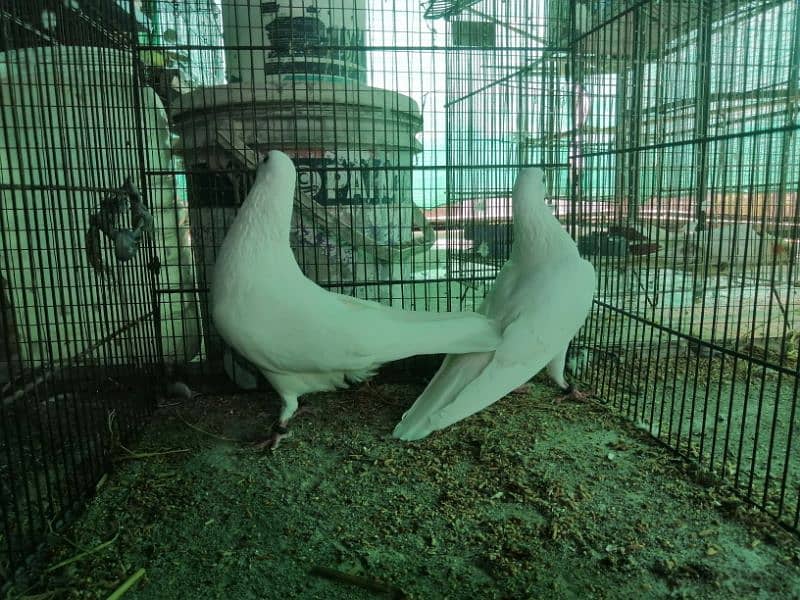 wehshi breeder pair 4