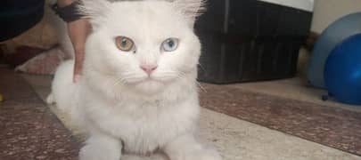 cat persian