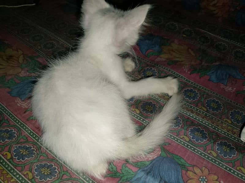 person kitten 1month sale 3