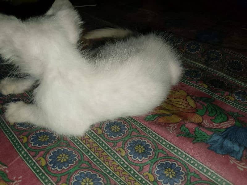 person kitten 1month sale 5