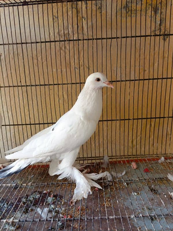 yellow king pair, gubara pair and one male English nun 4