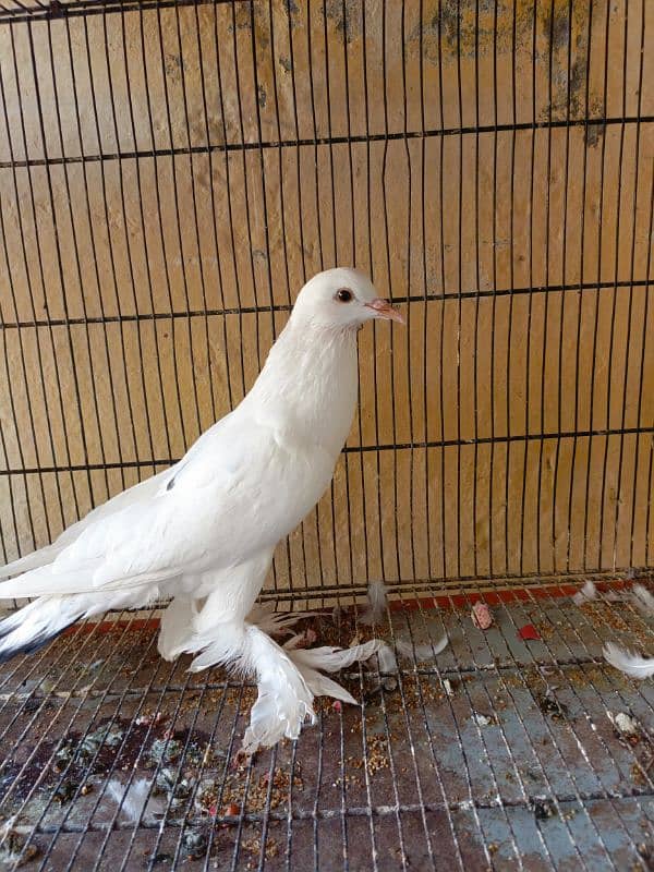 yellow king pair, gubara pair and one male English nun 5