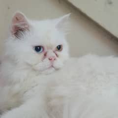 Persian cat picky face odd eyes triple coated