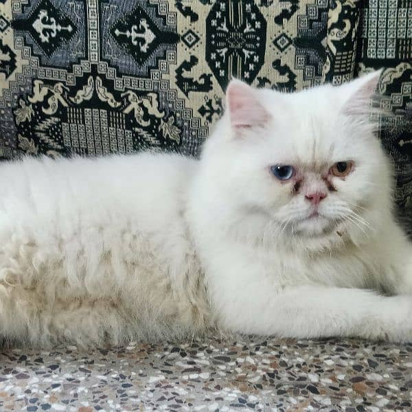 Persian cat picky face odd eyes triple coated 1