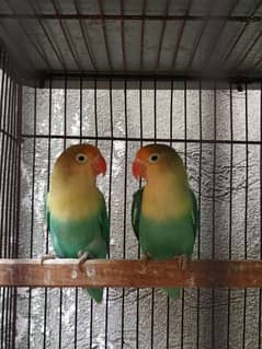 Parblue Split ino & Albino BE Pairs with DNA birds