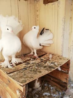 White Lakka Fantail Pair