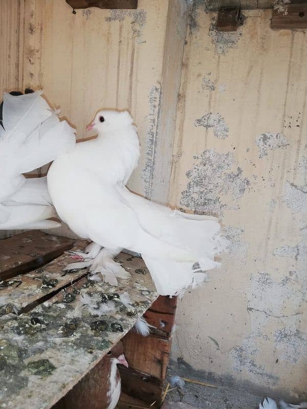 White Lakka Fantail Pair 1