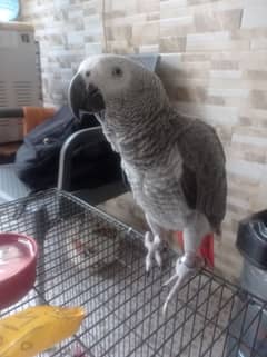 gray parrot