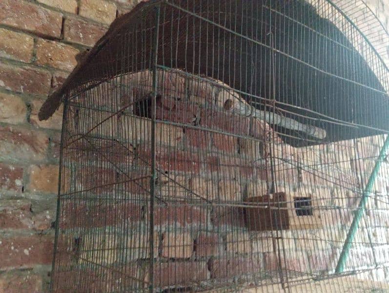 bird cage for sale 1