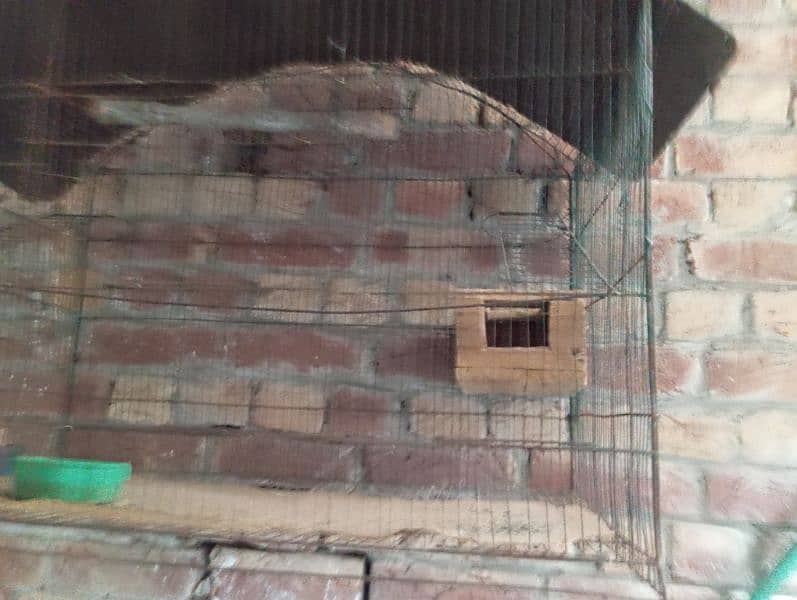 bird cage for sale 3