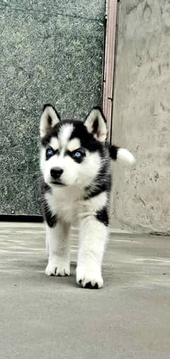 Husky Dog