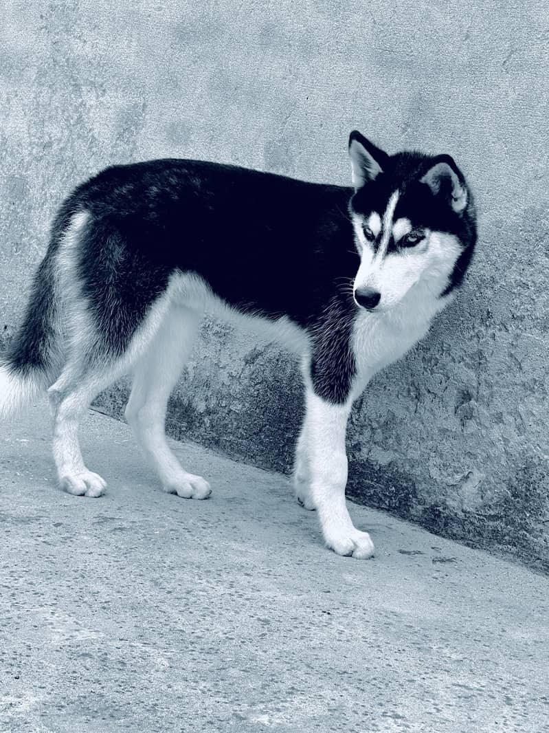 Husky Dog 1