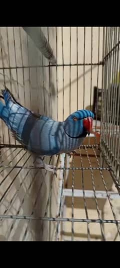 Cobalt Ringneck Male For Sale. 0