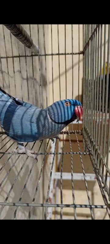 Cobalt Ringneck Male For Sale. 1