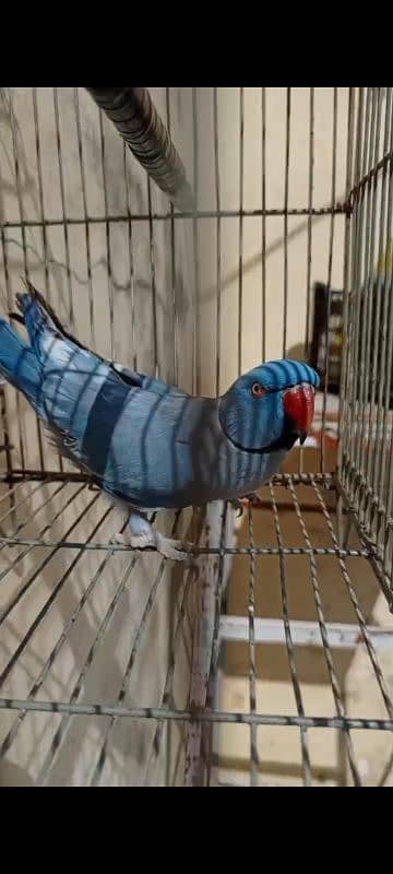 Cobalt Ringneck Male For Sale. 4