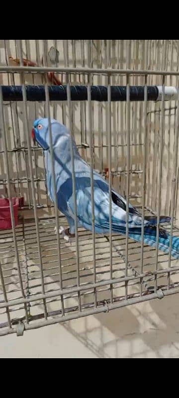 Cobalt Ringneck Male For Sale. 6