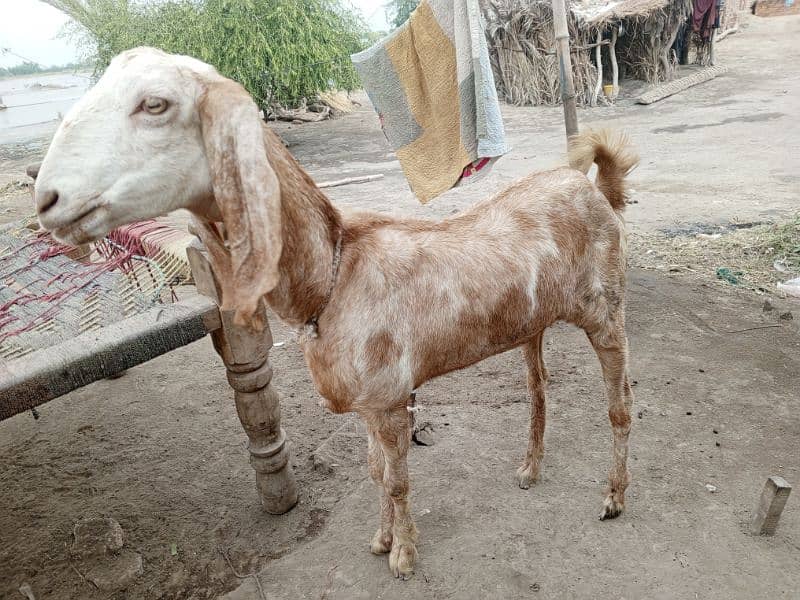 Goat For Sale 1