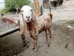 Goat For Sale