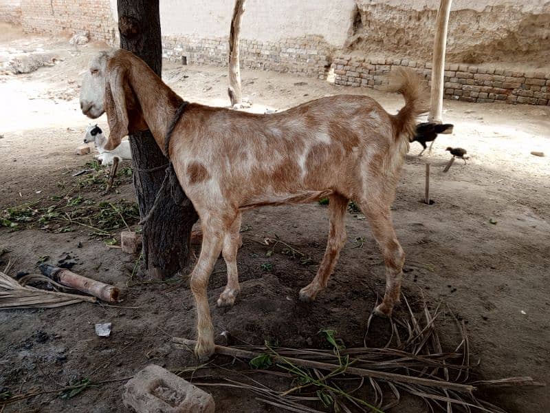 Goat For Sale 2