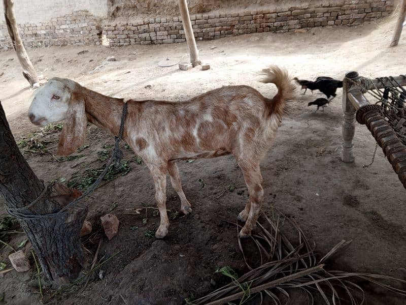 Goat For Sale 3