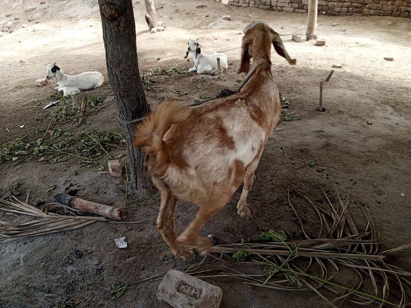 Goat For Sale 4