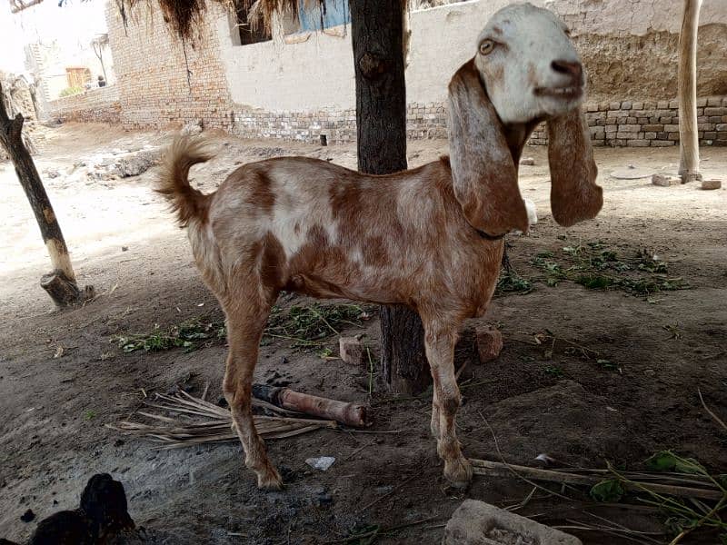 Goat For Sale 5