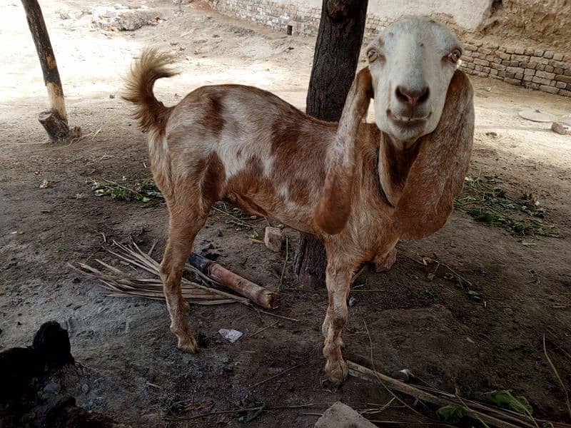 Goat For Sale 6