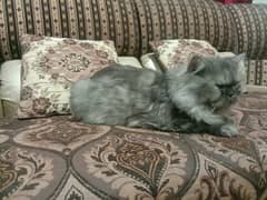 Persian cat punch face 6to7 month ka ha