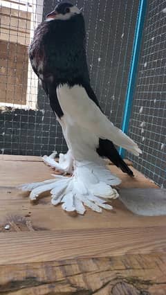 Magpie black   breeder pair fancy pigeon