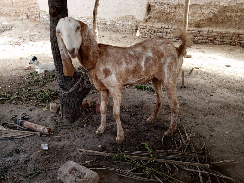 Goat For Sale 7