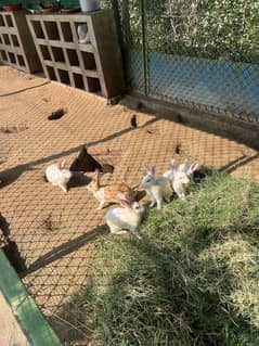 Rabbits (White Red Eyes)