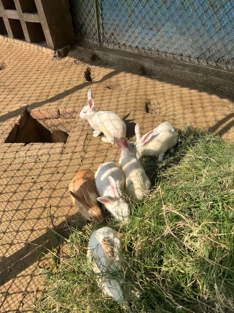 Rabbits *SARA SALE HO GAYA HA* 2