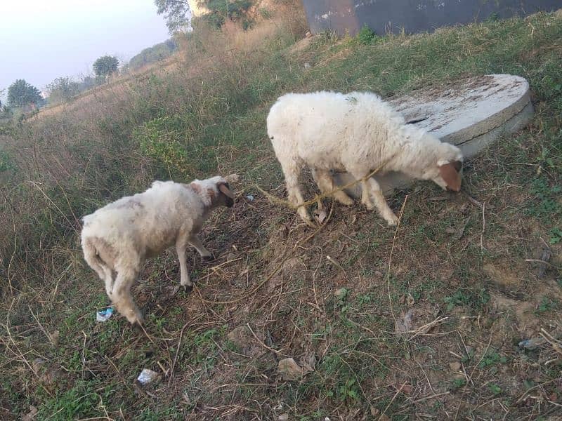 desi chatra  / Goat / Bakri / بکری / Healthy Goat / female chatri 0