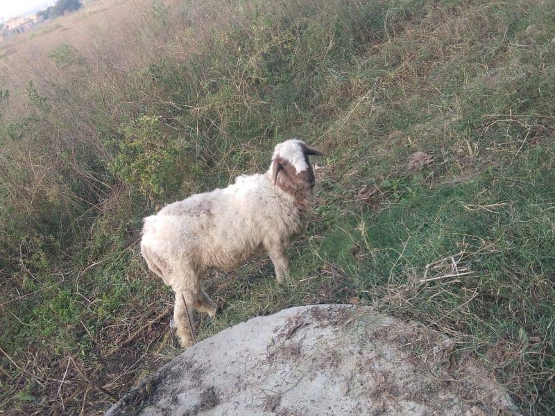 desi chatra  / Goat / Bakri / بکری / Healthy Goat / female chatri 1