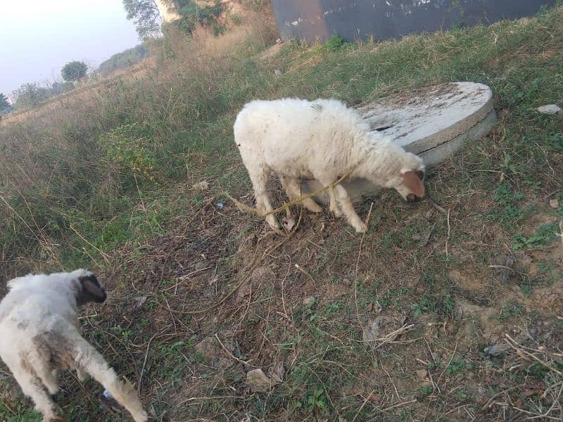 desi chatra  / Goat / Bakri / بکری / Healthy Goat / female chatri 2