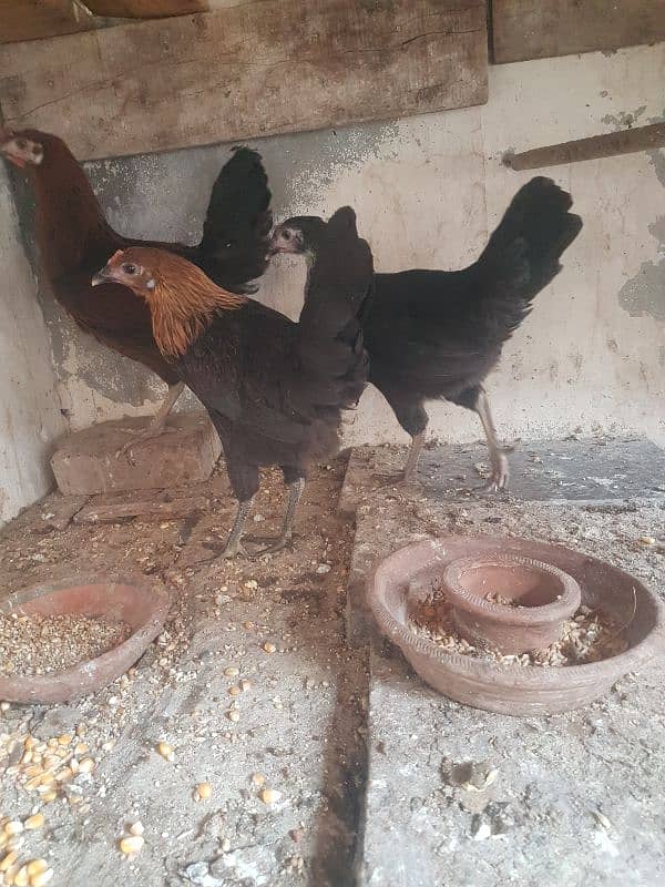 Golden misri females 3