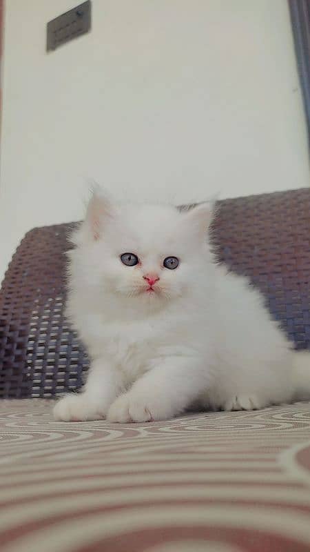 Persian Male Kitten 3