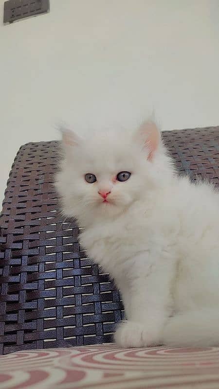 Persian Male Kitten 6