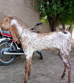 Desi Bakra Urgent For Sale Call Number:03226643435