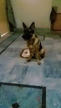 german shepherd female